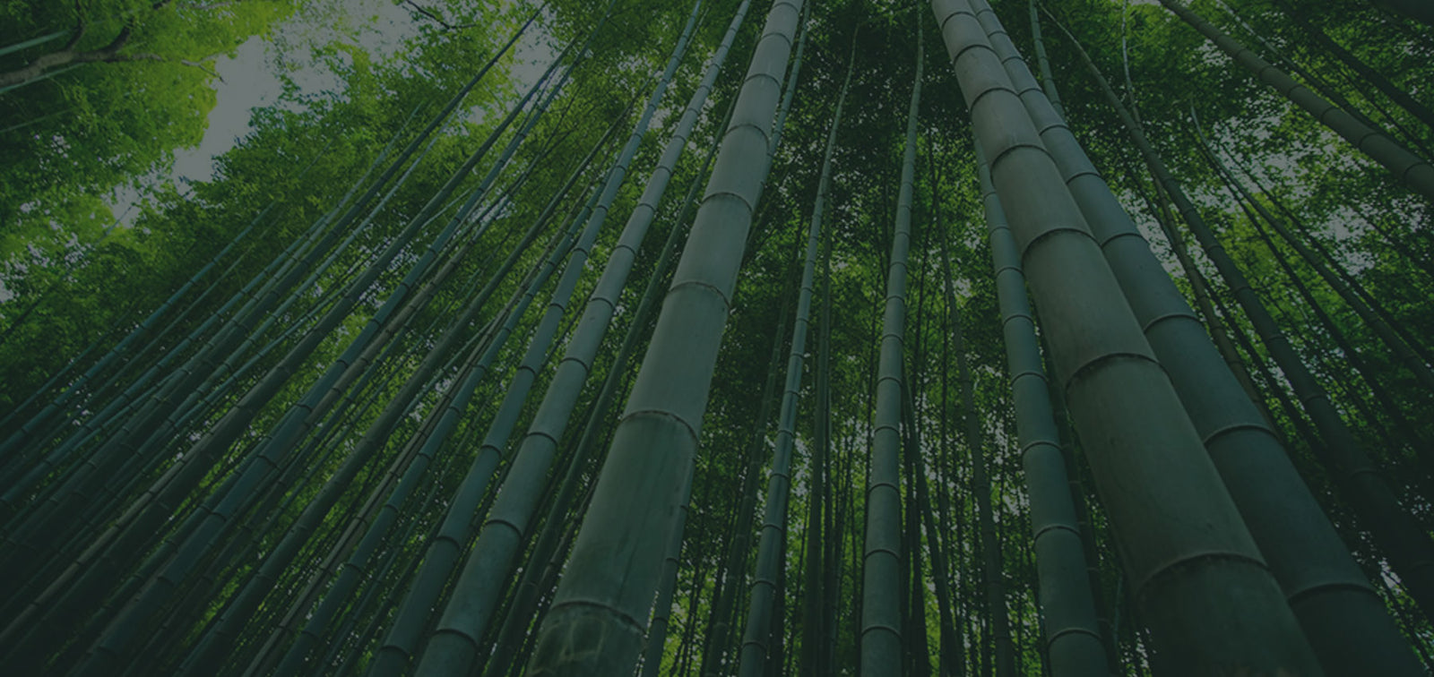 The Bamboo Collection